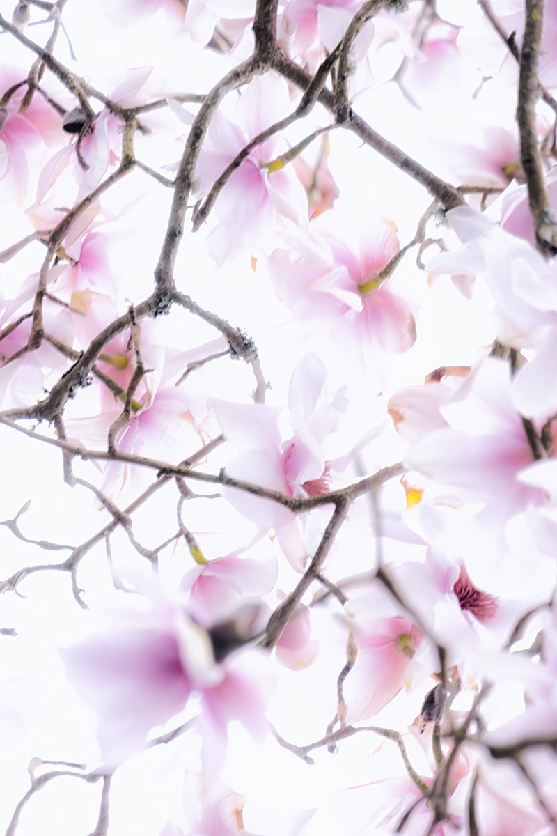 Impressionistic Botanical Photograph By Paul Nash, 16 X 24", Magnolia Abstract, Original Artwork