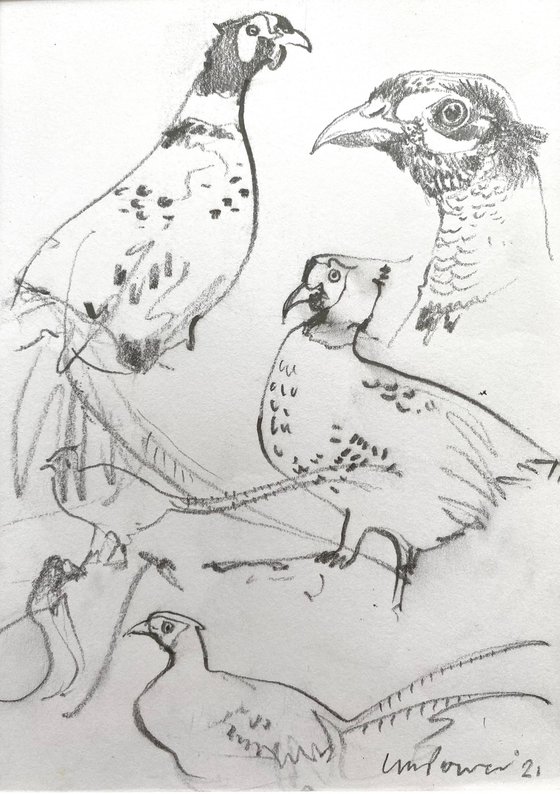 Pheasant studies  #02