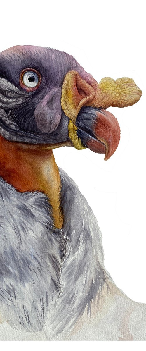 King Vulture, bird portrait by Tetiana Savchenko