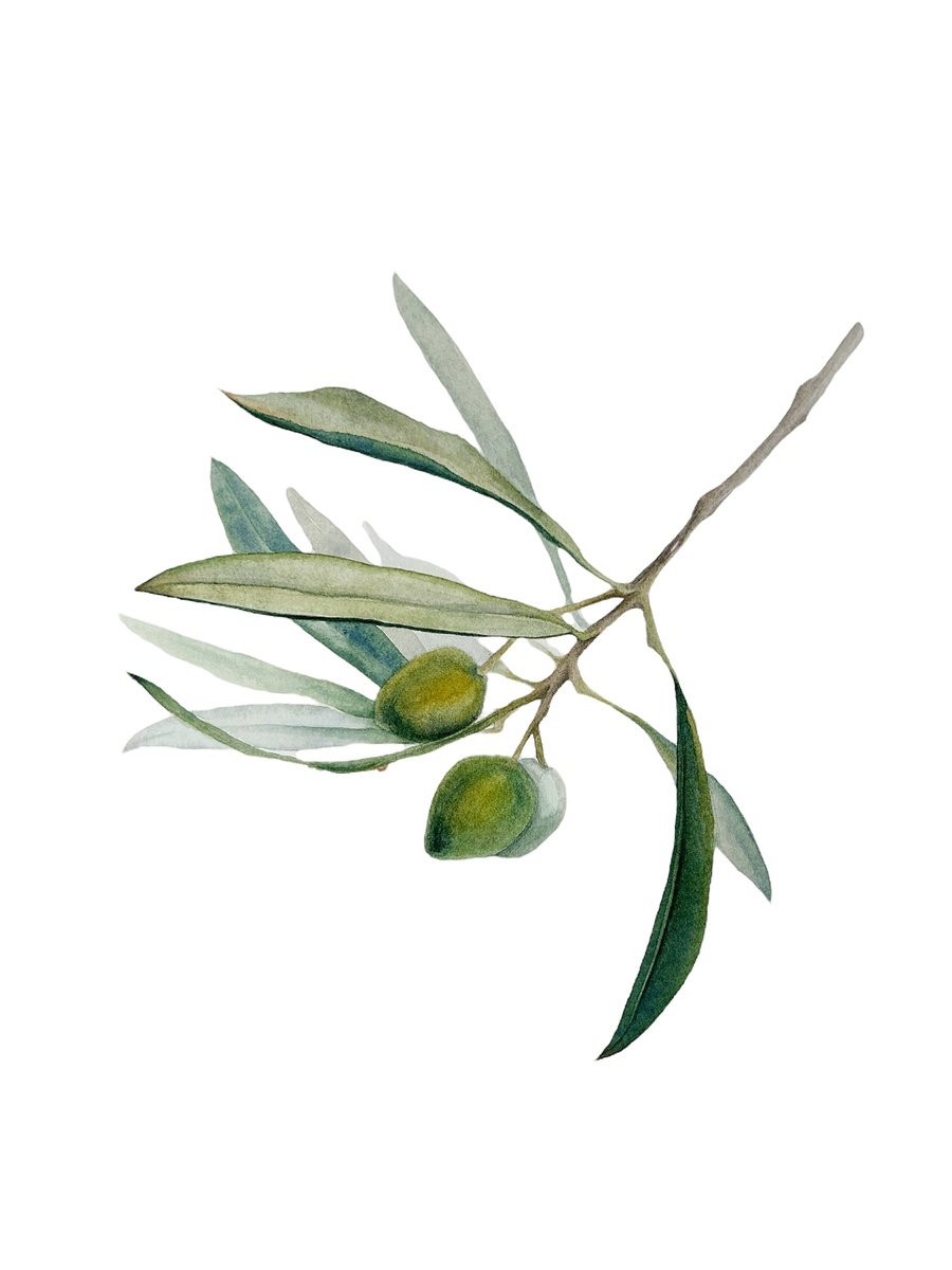 Photorealistic Botanical Watercolour By Julia Gorislavska, 11 X 15", Olive Branch, Original Artwork