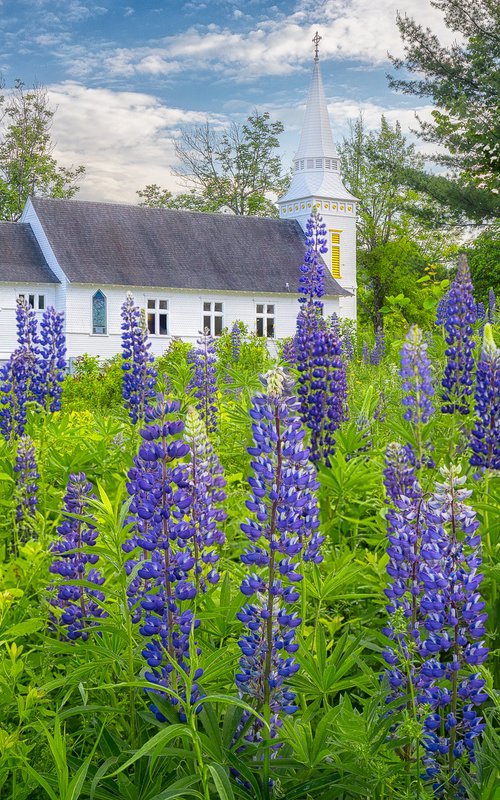 Lupines at Saint Matthews by Francois de Melogue