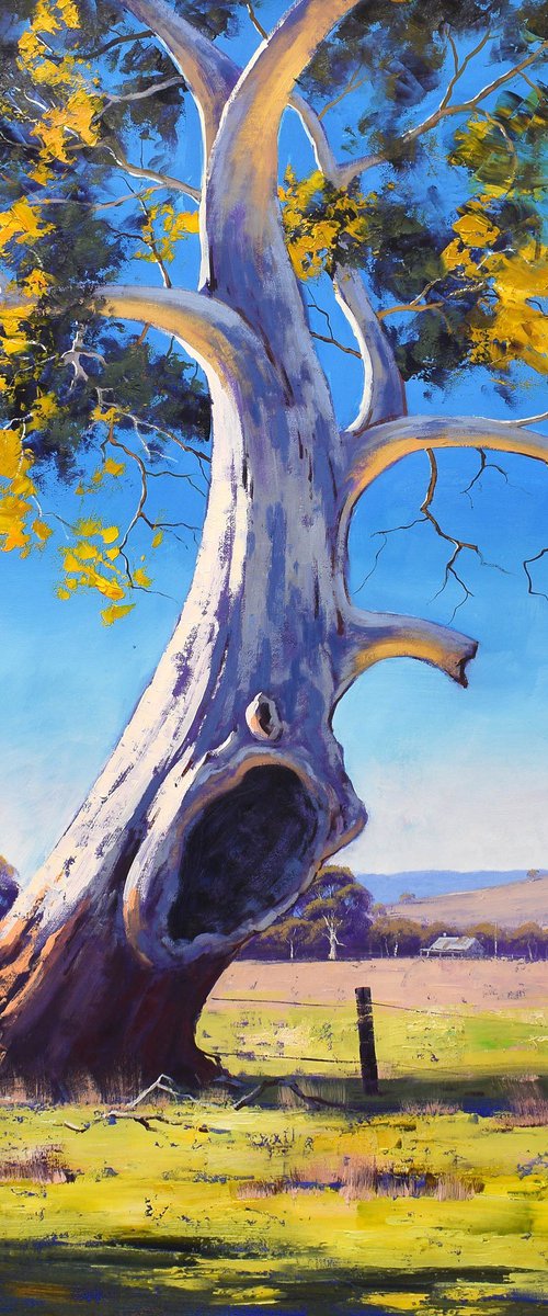 Large Australian Eucalyptus tree by Graham Gercken