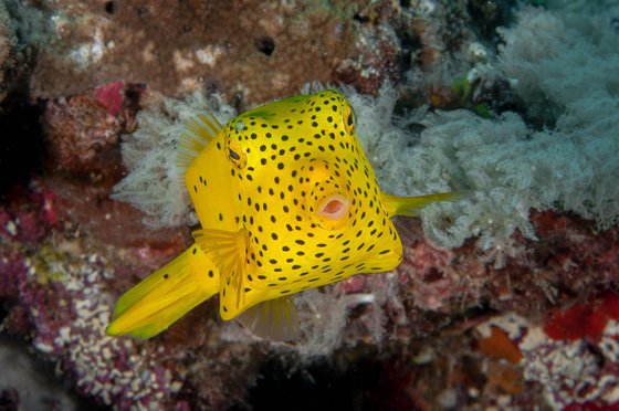 Whaaaat?  - Metal Print - Ready To Hang - Underwater Macro - Australia