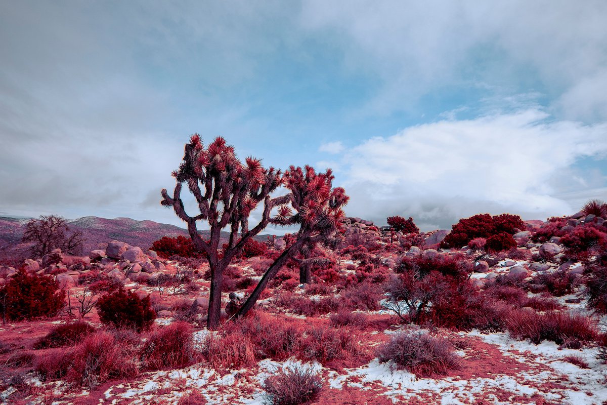 Joshua Tree in red, Winter day by Mark Hannah