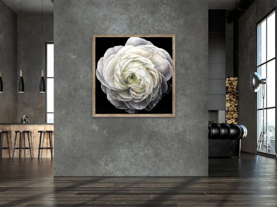 Ranunculus - print, original gift, White flower