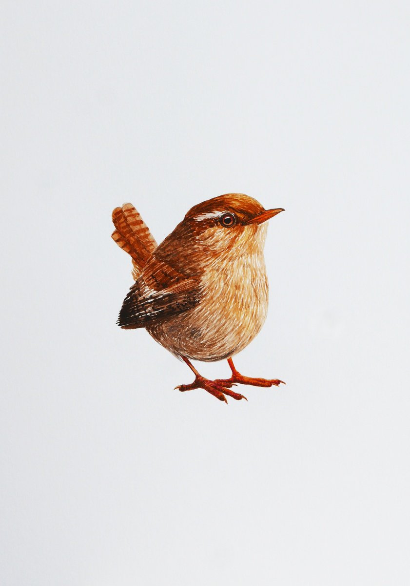 Small eurasian wren by Karina Danylchuk