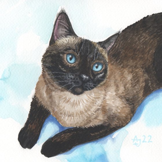 Siamese cat