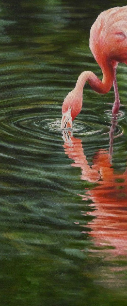 Bobby flamingo by Tony Berriman