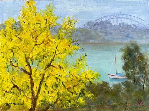 Sydney harbour with wattle blossom by Shelly Du