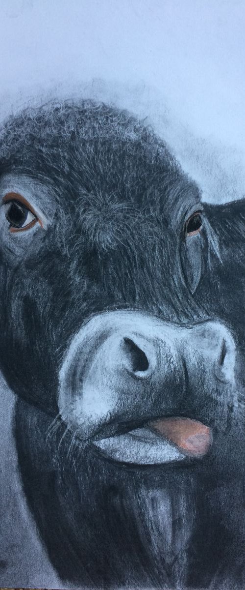 Black Cow Portrait by Ruth Searle