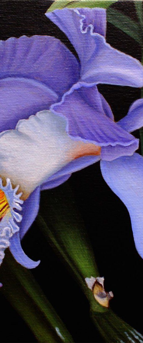 Cattleya Mendelii by Dietrich Moravec