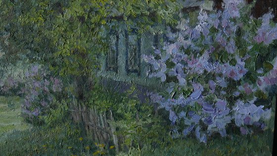 Blooming Lilacs
