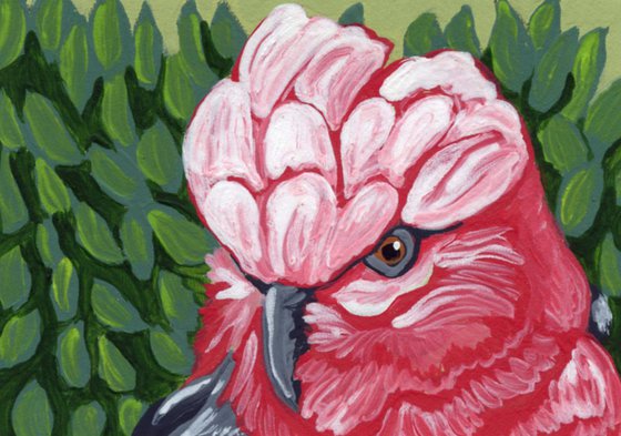 ACEO ATC Original Miniature Painting Galah Rose Breasted |Cockatoo Parrot Pet Bird Art-Carla Smale