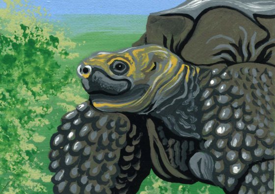 ACEO ATC Original Miniature Painting Galapagos Tortoise Wildlife Art-Carla Smale