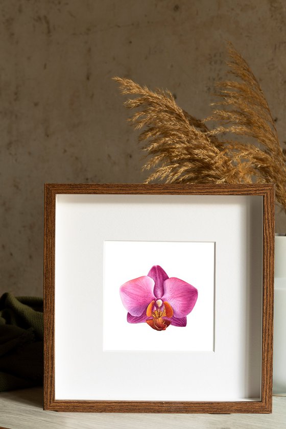 Pink Orchid