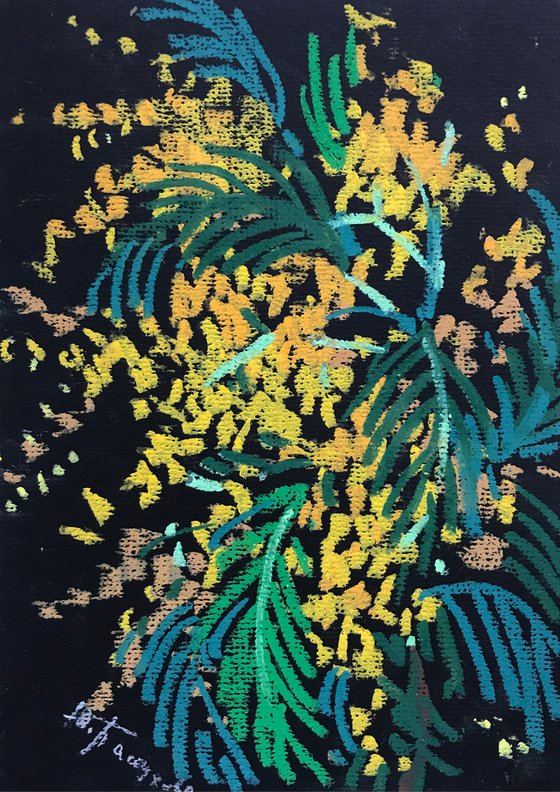 Mimosa sketch