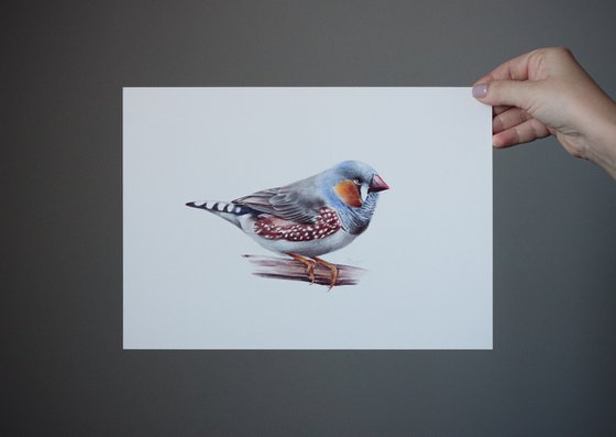 Zebra Finch - Bird Portrait