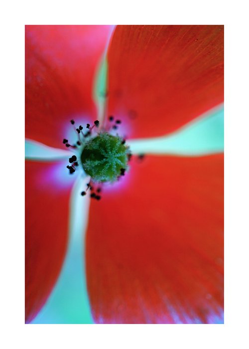 Abstract Pop Color Nature Photography 36 by Richard Vloemans