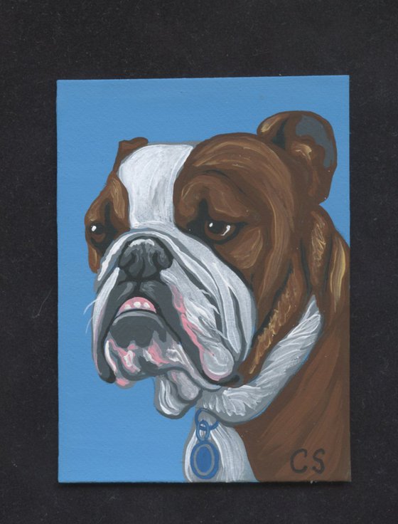 ACEO ATC Original Miniature Painting English Bulldog Pet Dog Art-Carla Smale