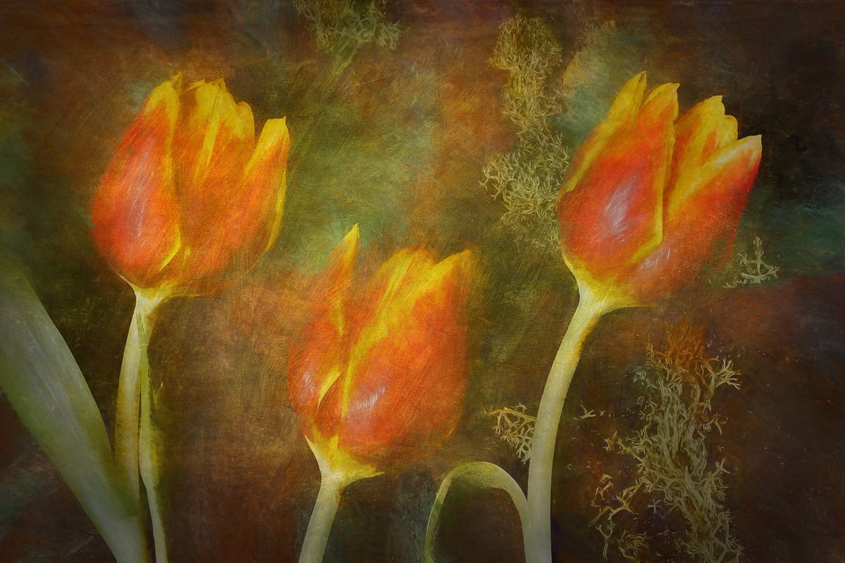 Tulips by Martin  Fry