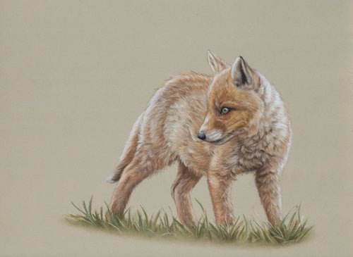 Young fox by Tatjana Bril