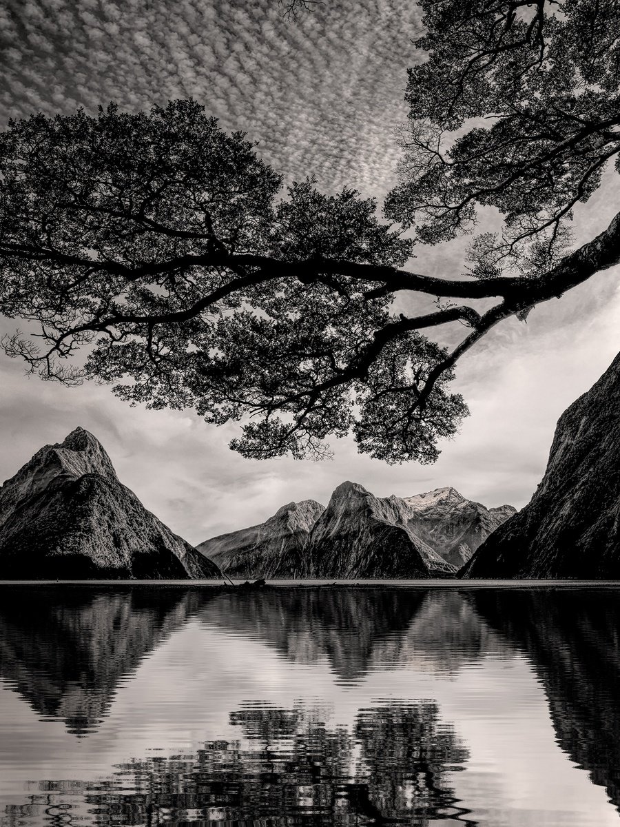 Canopy Over The Fiord by Nick Psomiadis