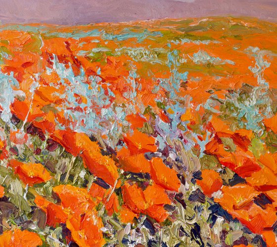 California Poppies