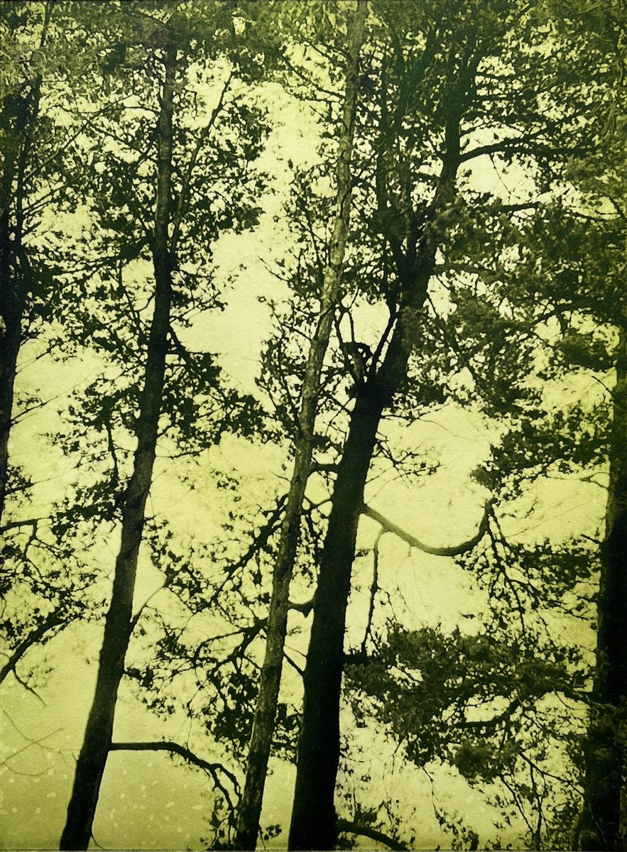 Botanical Etchings & Engravings By Michelle Hinshelwood, 14 X 17", Pause & Breathe, Original Artwork