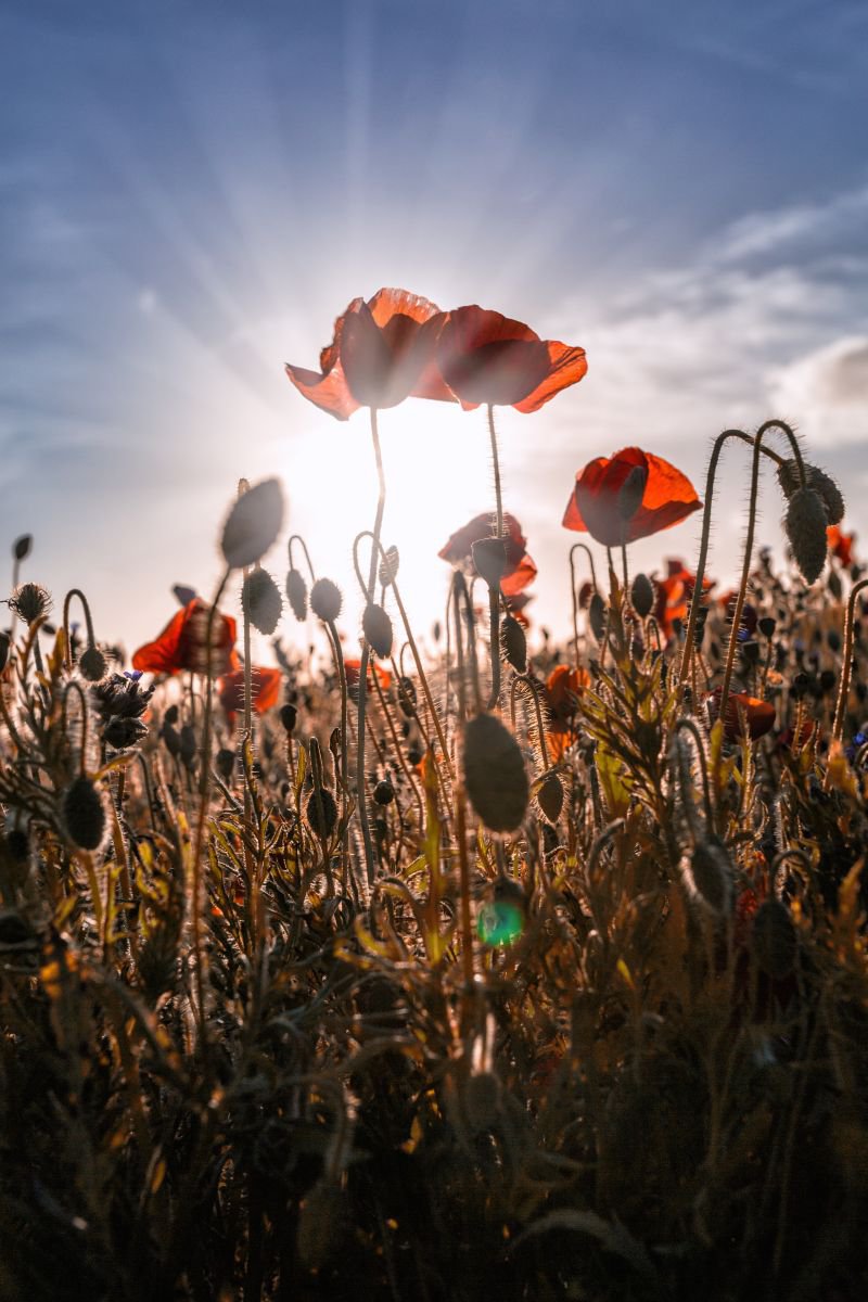 Photorealistic Photograph , Poppies By Paul Nash, 16 X 24, Artwork For Sale On Artfinder