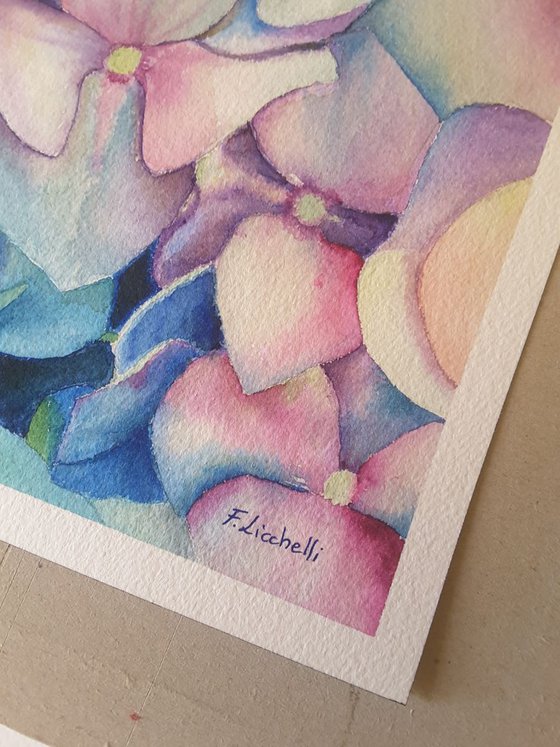 Hydrangea n.5