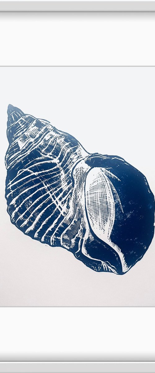 Conch Shell by Amy Cundall