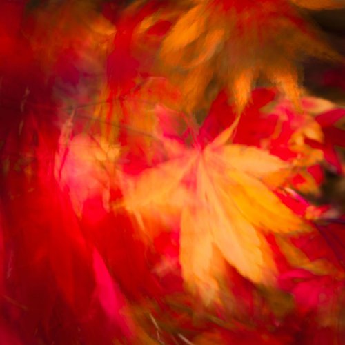 Autumn Bliss by Lynne Douglas