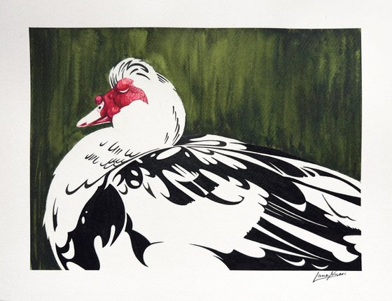 Muscovy duck