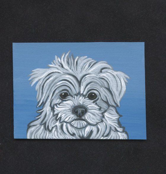 ACEO ATC Original Miniature Painting Maltese Pet Dog Art-Carla Smale