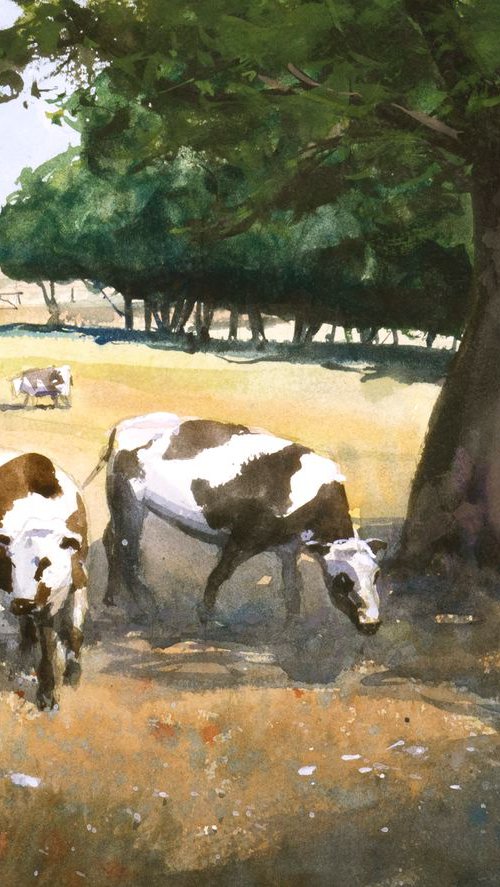 Cows In The Shadow Of A Tree by Tyl Destoop