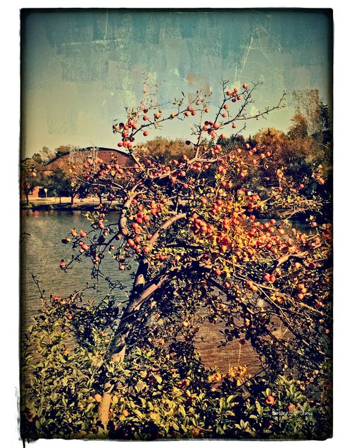Apple Tree in Summer by Barbara Storey