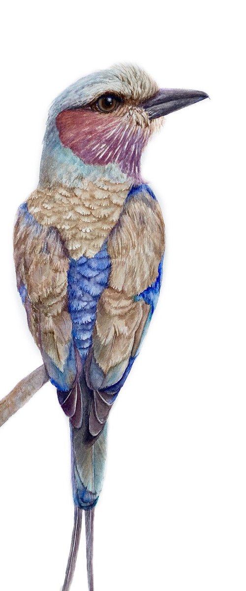 European Roller bird, a flash of blue by Tetiana Savchenko