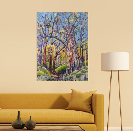 Eucalyptus Tree