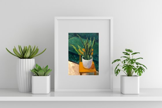 Sanseveria in White Pot Study