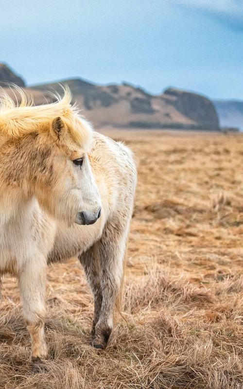 Icelandic Pony  - A3 by Ben Robson Hull