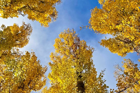 Golden leafed poplars