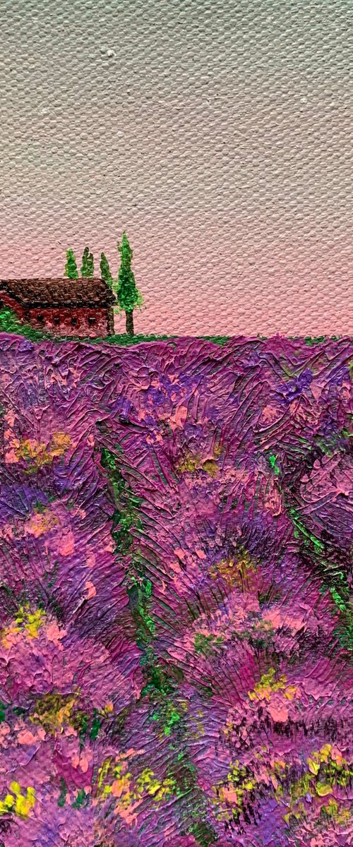 House in Lavender fields ! by Amita Dand