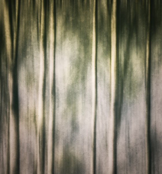 In the birch stillness