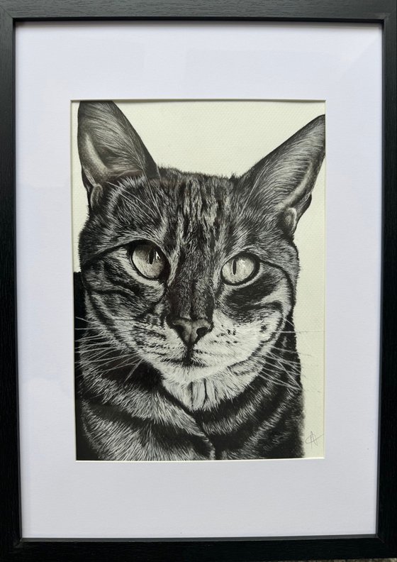 Commissioned Pet Portrait A4