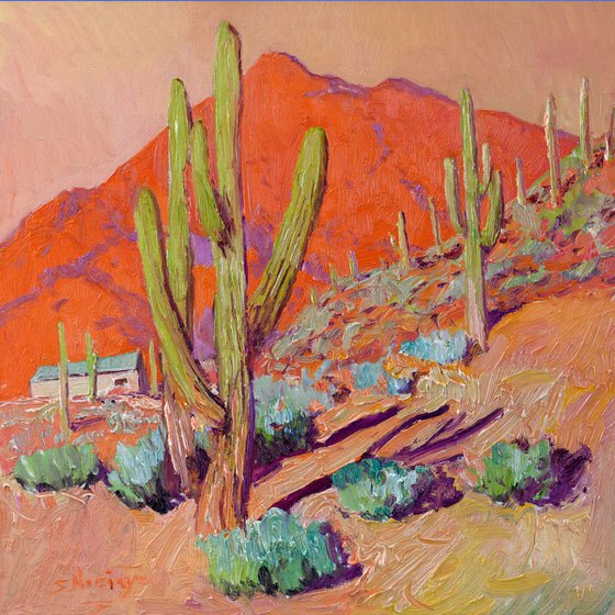 Evening Light. Saguaros