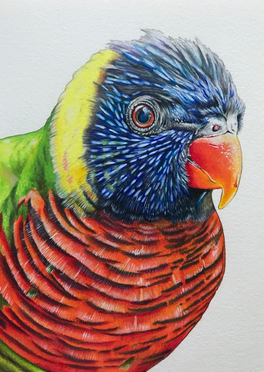 Photorealistic Pencil Drawing , Rainbow Lorikeet By Karen Elaine Evans, 10 X 12, Artwork For Sale On Artfinder