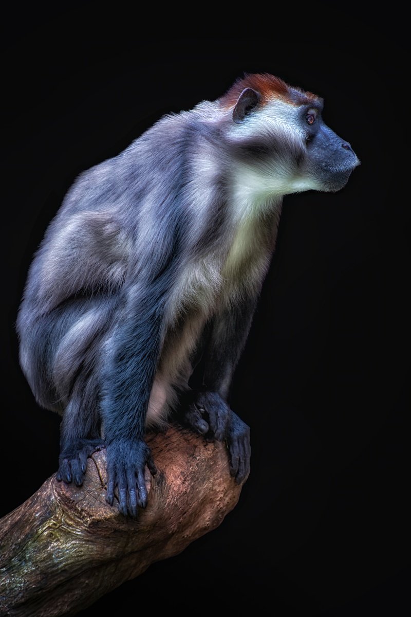 Animal Photograph By Paul Nash, 16 X 24", Cherry-Crowned Mangabey, Original Artwork