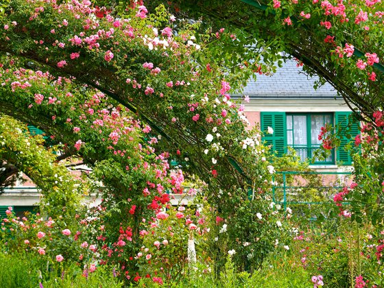 Les Rosiers de Giverny