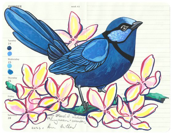 Birds of Australia: Splendid Fairywren and Clematis