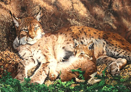 Lynx and cub by Julian Wheat